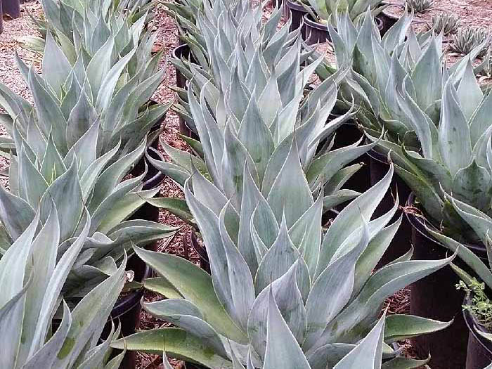 Agave blue flame
